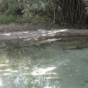 Saltwater Crocodiles
