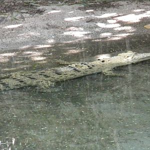 Saltwater Crocodile