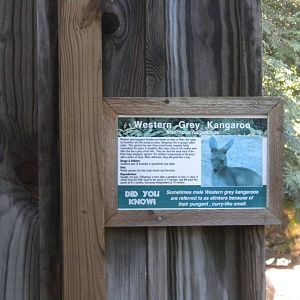Western Gray Kangaroo sign