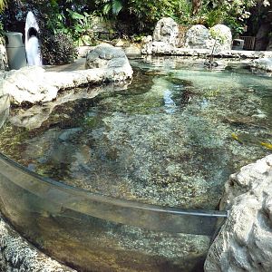 Tropical Cove -Stingray/Shark Touch Tank