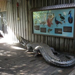 Australia exhibit