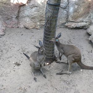 Western Gray Kangaroo