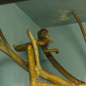 Tree Shrew