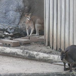 Agile Wallaby