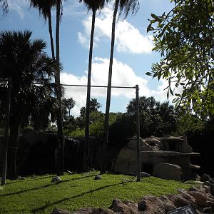 Pileated Gibbon island