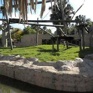 Sumatran Orangutan Island