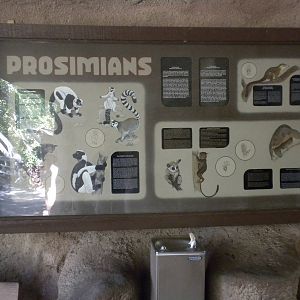 Prosimian sign
