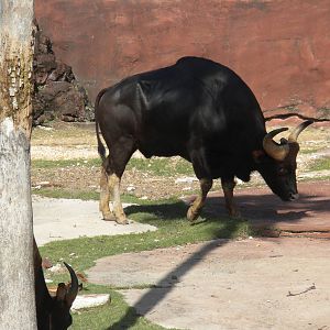 Gaur