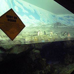 Ocean Journey Building - Gentoo/Macaroni Penguin Exhibit