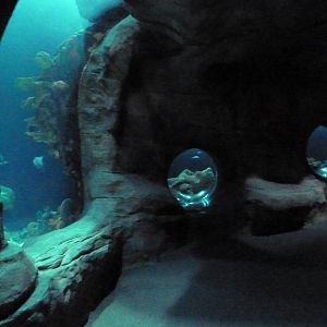 Ocean Journey Building