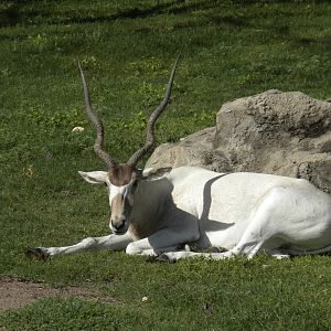 Addax