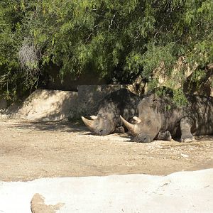 White Rhinos