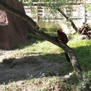 Red Ruffed Lemur