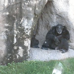 Chimpanzee