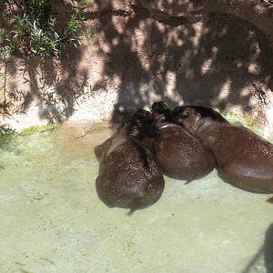 Pygmy Hippos