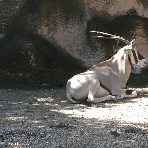 Beisa Oryx