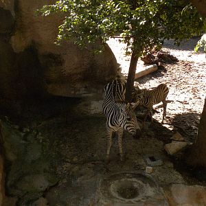 Zebra