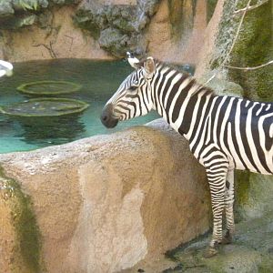 Zebra