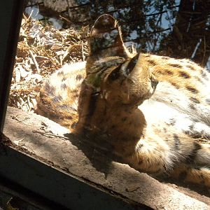 Serval