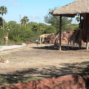 Reticulated Giraffe and Addra Gazelle