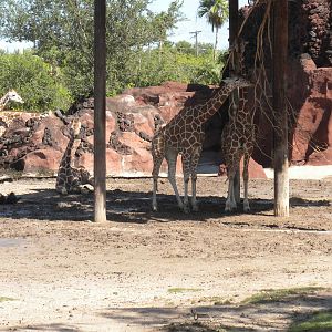 Reticulated Giraffe and Addra Gazelle