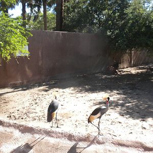 Crowned Crane and Bongo