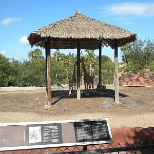 Reticulated Giraffe and Addra Gazelle