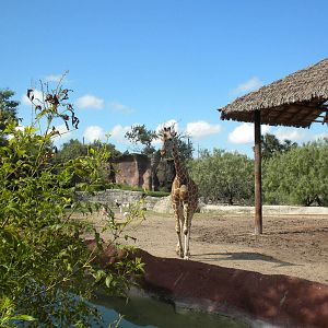 Reticulated Giraffe and Addra Gazelle