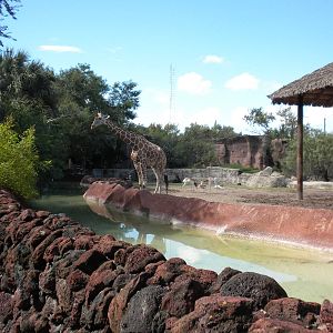 Reticulated Giraffe and Addra Gazelle
