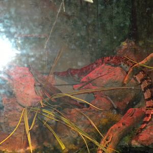 Herpetarium - Philippine Crocodile