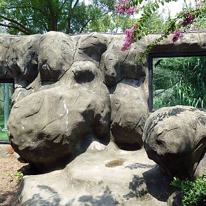 Gombe Forest - Chimpanzee Exhibit