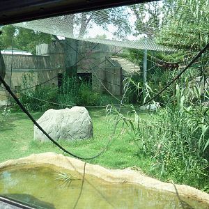 Gombe Forest - Chimpanzee Exhibit
