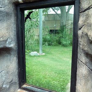 Gombe Forest - Chimpanzee Exhibit