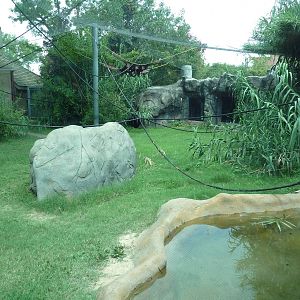 Gombe Forest - Chimpanzee Exhibit