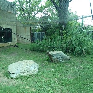 Gombe Forest - Chimpanzee Exhibit