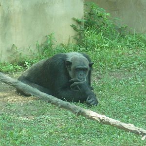 Gombe Forest - Chimpanzee