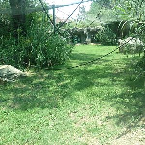 Gombe Forest - Chimpanzee Exhibit