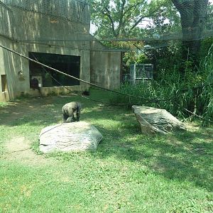 Gombe Forest - Chimpanzee Exhibit