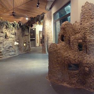 Gombe Forest - Terrariums