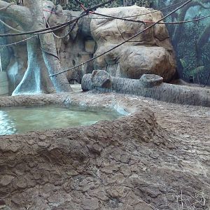 Gombe Forest - Chimpanzee Indoor Exhibit