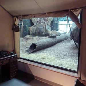 Gombe Forest - Chimpanzee Indoor Exhibit