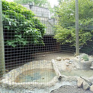 Gombe Forest - African Crowned Crane/Spur-Thighed Tortoise Exhibit
