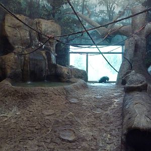 Gombe Forest - Chimpanzee Indoor Exhibit