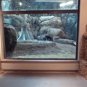 Gombe Forest - Chimpanzee Indoor Exhibit