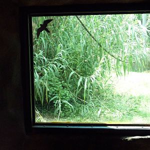 Gombe Forest - Chimpanzee Exhibit