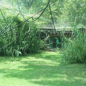 Gombe Forest - Chimpanzee Exhibit
