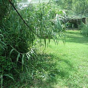 Gombe Forest - Chimpanzee Exhibit