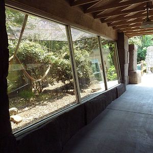 Corcovado Jungle - Spider Monkey Exhibit