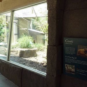 Corcovado Jungle - Coati Exhibit