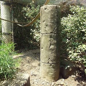 Corcovado Jungle - Coati Exhibit